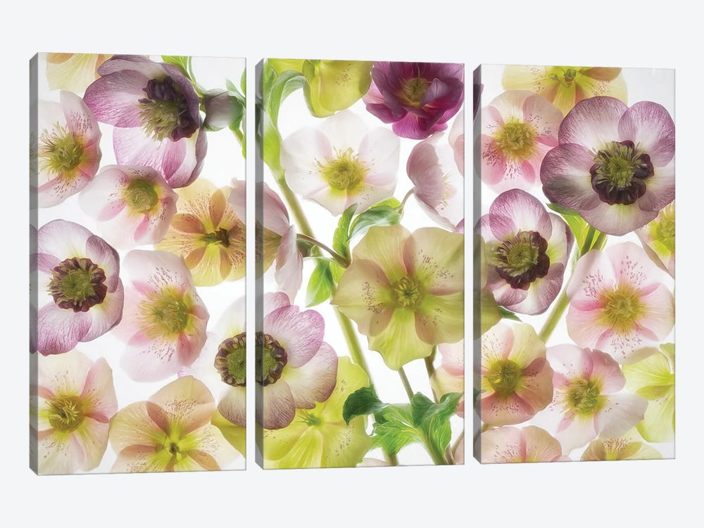 Helebores II by Dennis Frates 3-piece Art Print