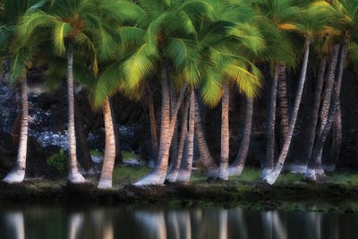 Palms Lakeside by Dennis Frates canvas print