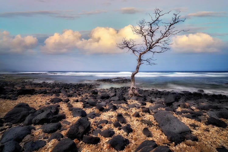 Tree Sunset