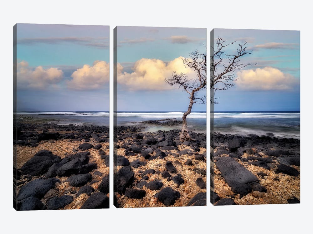 Tree Sunset by Dennis Frates 3-piece Canvas Print