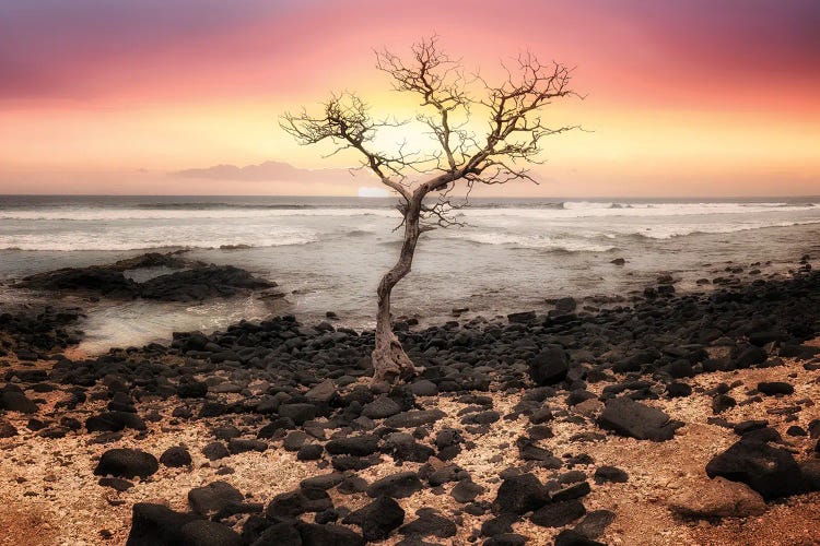 Tree Sunset Silhouette