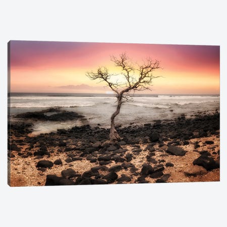 Tree Sunset Silhouette Canvas Print #DEN1604} by Dennis Frates Canvas Wall Art