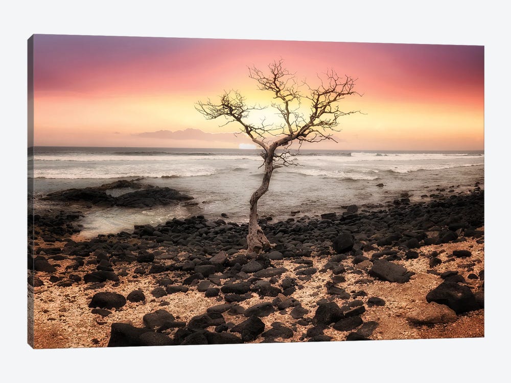 Tree Sunset Silhouette by Dennis Frates 1-piece Canvas Art Print