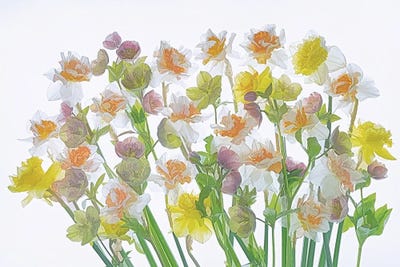 Flowers by Dennis Frates canvas print