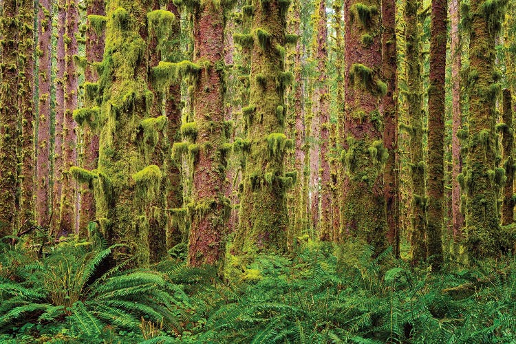 Rainforest Trees