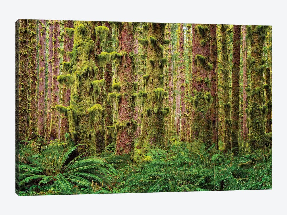 Rainforest Trees by Dennis Frates 1-piece Art Print