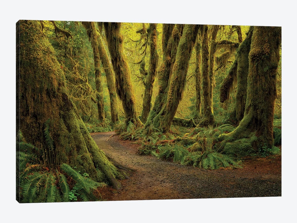 Rainforest Trail by Dennis Frates 1-piece Canvas Artwork