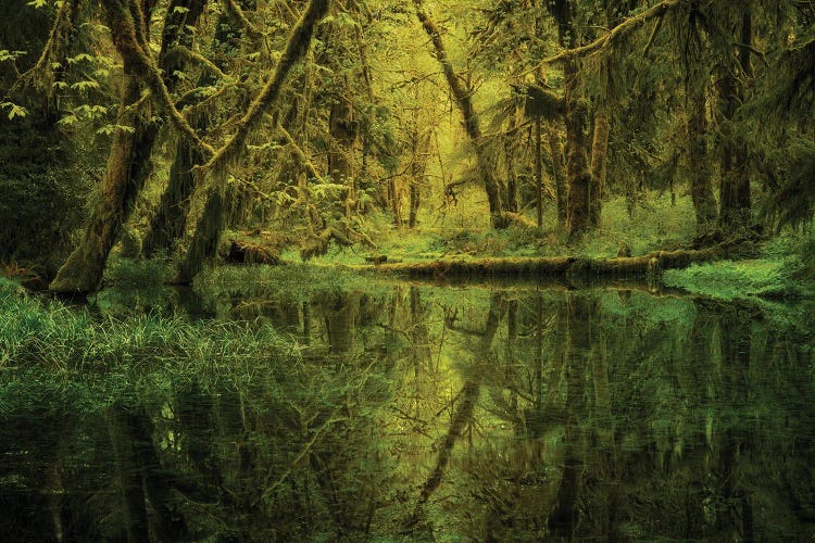 Rainforest Pond