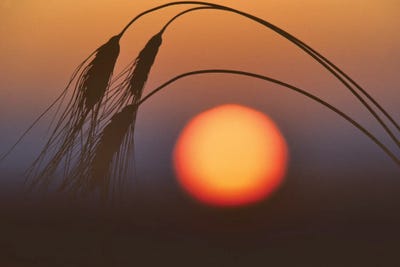 Wheat Sunrise by Dennis Frates canvas print