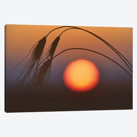 Wheat Sunrise Canvas Print #DEN1629} by Dennis Frates Canvas Print