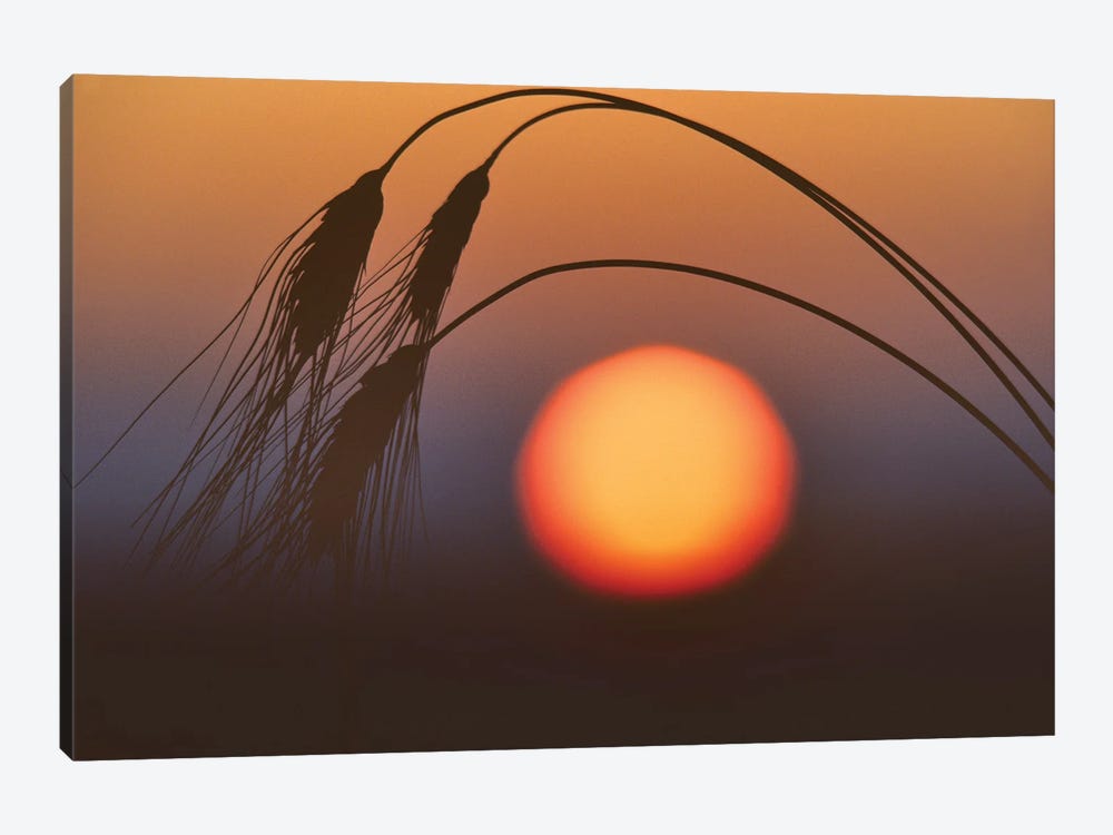 Wheat Sunrise by Dennis Frates 1-piece Canvas Wall Art