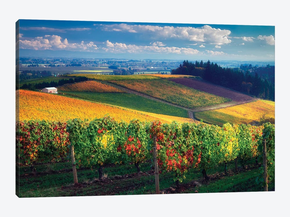 Autumn Vineyard II by Dennis Frates 1-piece Canvas Print