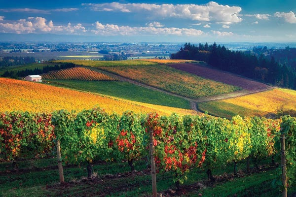 Vineyards: Autumn Vineyard II by Dennis Frates