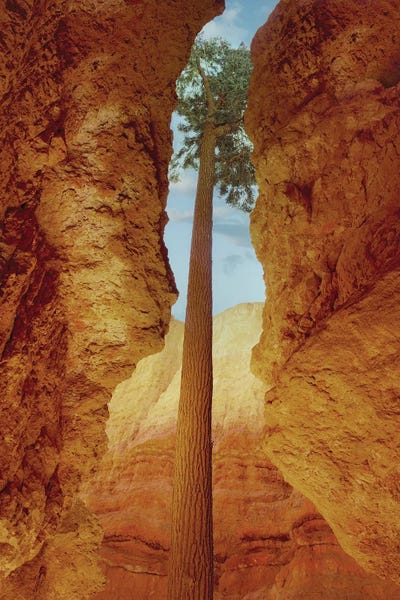 Lone Fir Tree by Dennis Frates art print