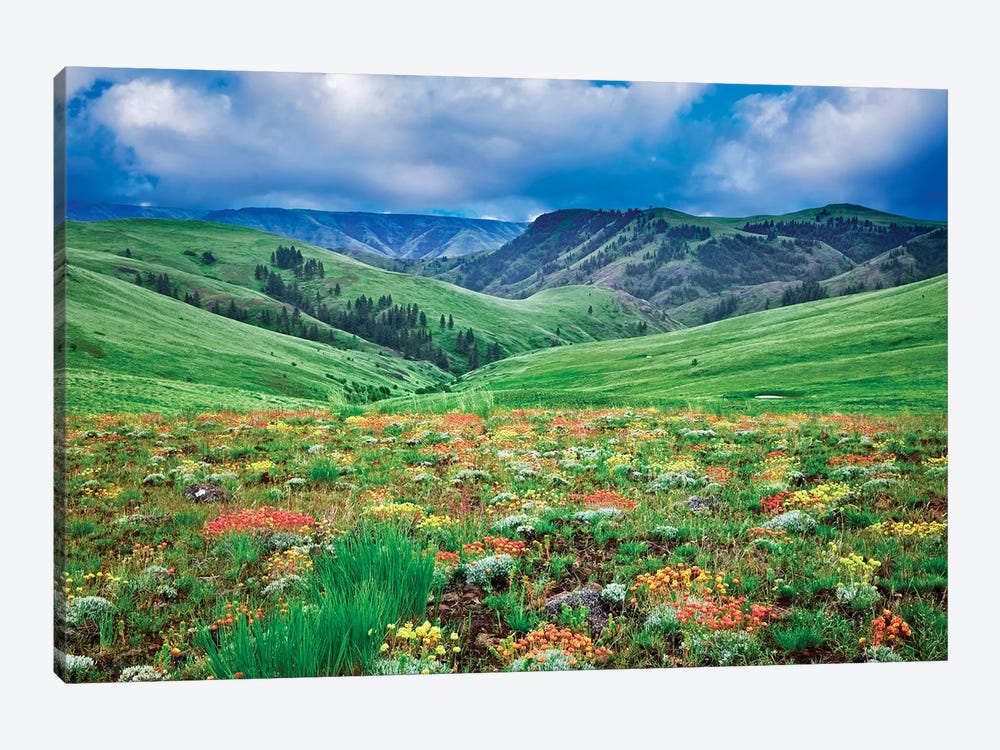 Mountain Wildflowers III by Dennis Frates 1-piece Canvas Wall Art