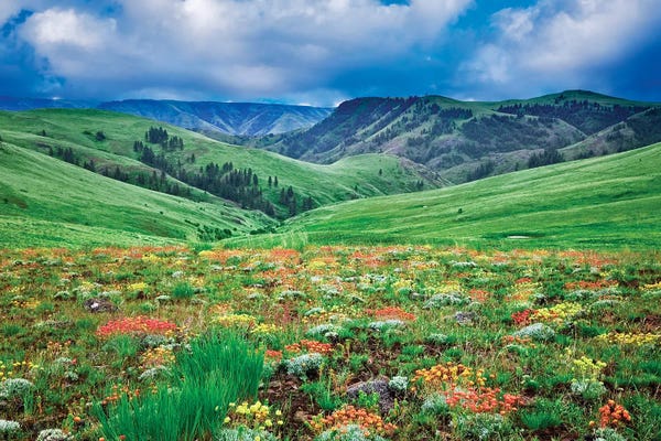 Wildflowers: Mountain Wildflowers III by Dennis Frates