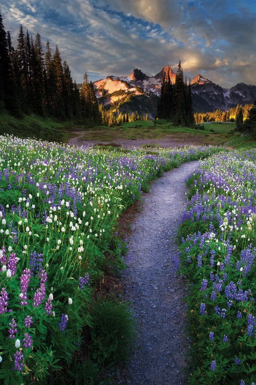 Path Wildflowers And Tattoosh by Dennis Frates wall art