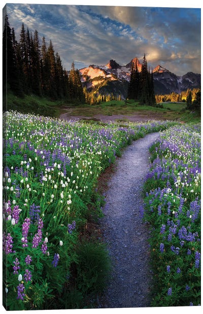 Path Wildflowers And Tattoosh Canvas Art Print - Take a Hike
