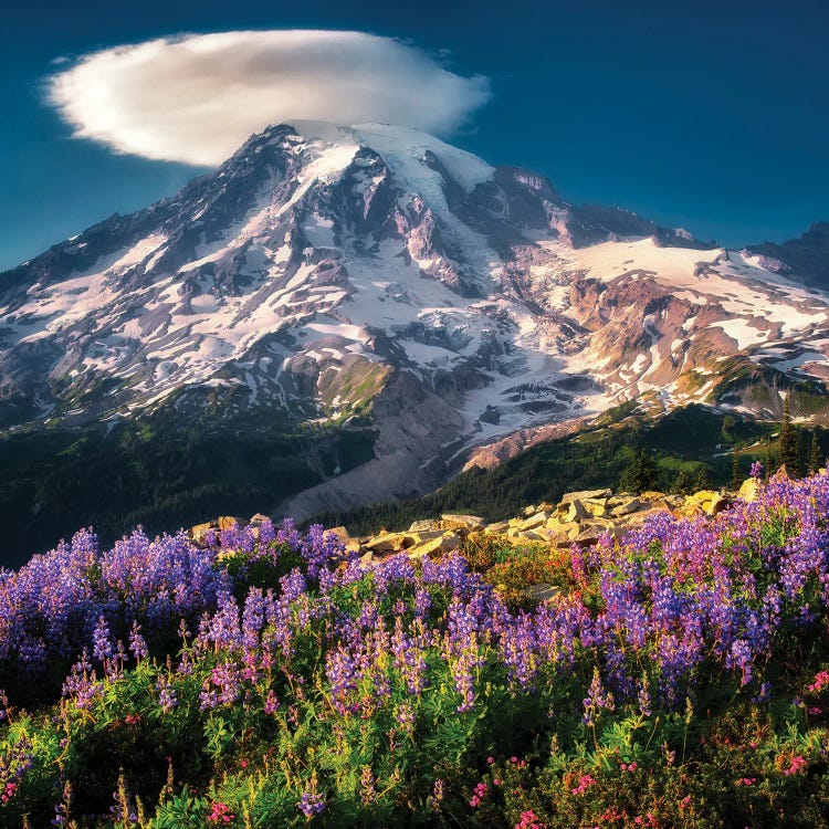 Rainier Wildflowers IV by Dennis Frates wall art