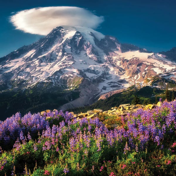 Cascade Range: Rainier Wildflowers IV by Dennis Frates