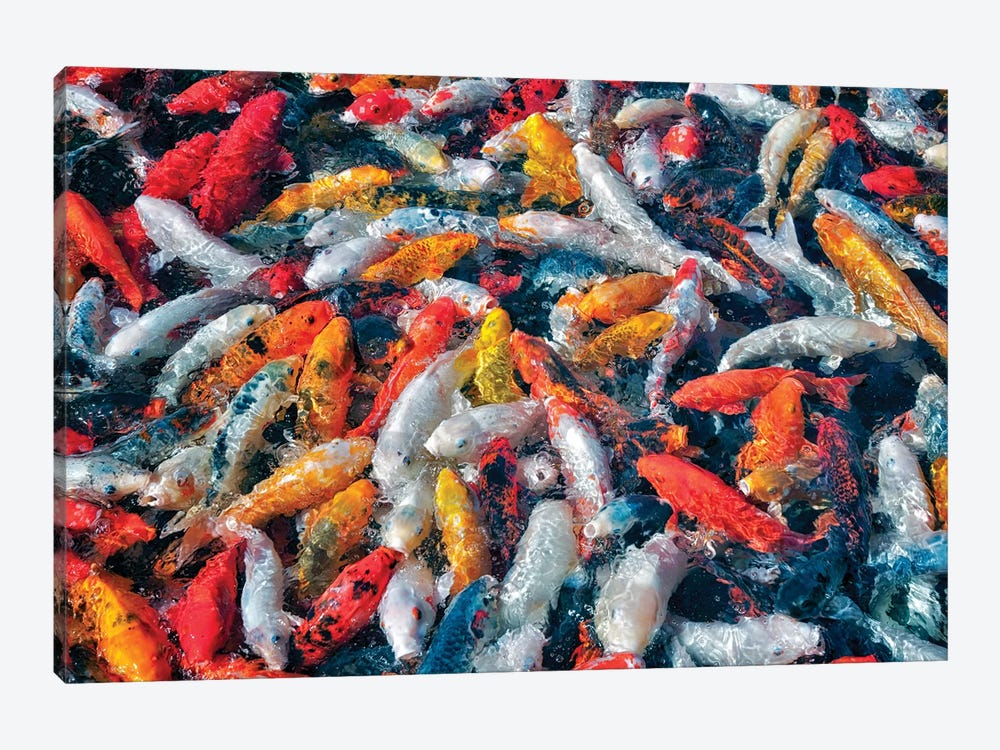 Koi Party by Dennis Frates 1-piece Canvas Artwork