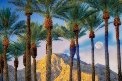 Palm Moonrise by Dennis Frates canvas print