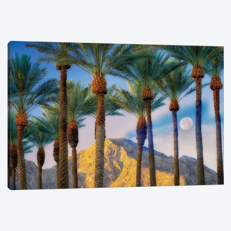 Palm Moonrise Canvas Print #DEN1682} by Dennis Frates Canvas Print