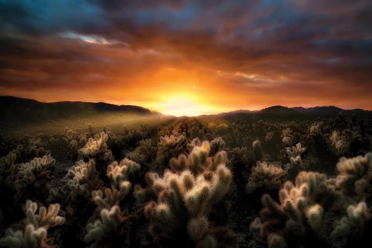 Cholla Sunrise