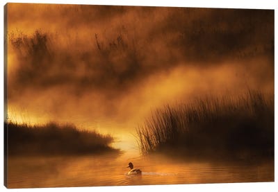 Yellowstone Duck Canvas Art Print - Duck Art