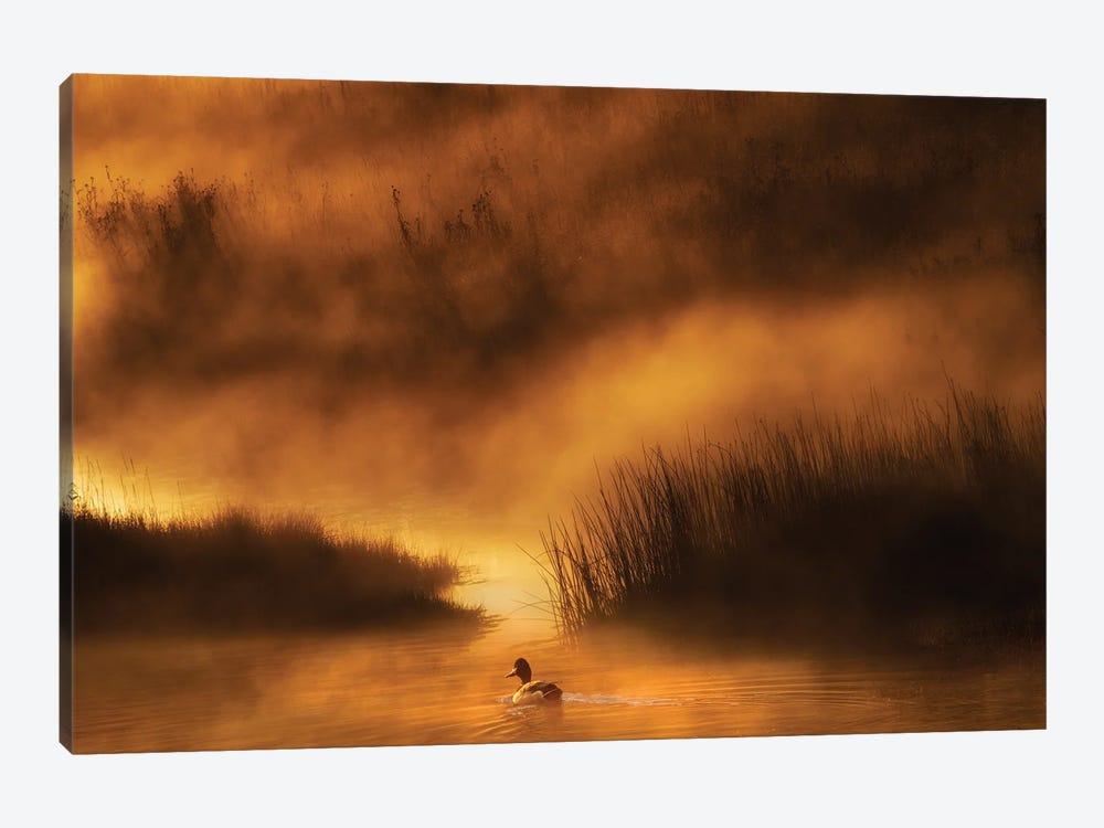 Yellowstone Duck by Dennis Frates 1-piece Canvas Wall Art