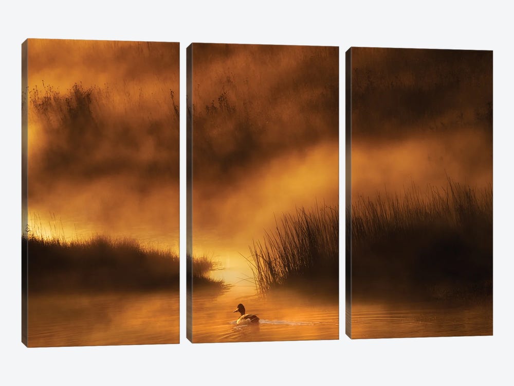 Yellowstone Duck by Dennis Frates 3-piece Canvas Wall Art