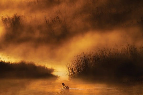 Ducks: Yellowstone Duck by Dennis Frates