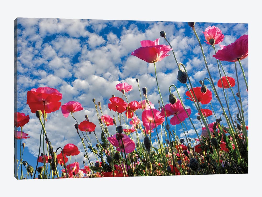 Poppies III by Dennis Frates 1-piece Canvas Art Print
