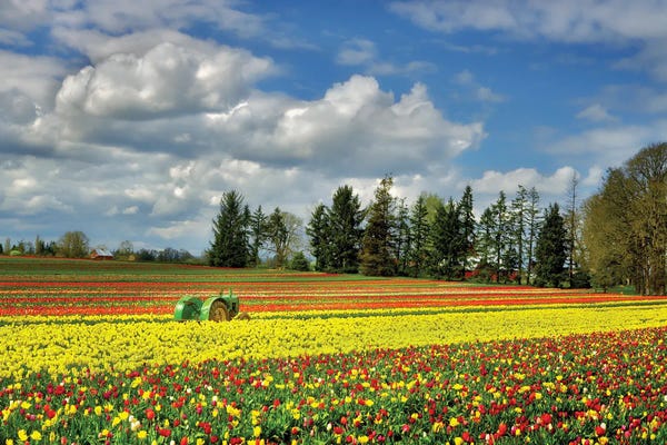 Tulips: Tulip Farm by Dennis Frates