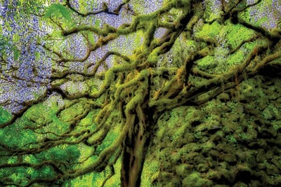 Canvas Print: Floral Tree by Dennis Frates - thumbnail