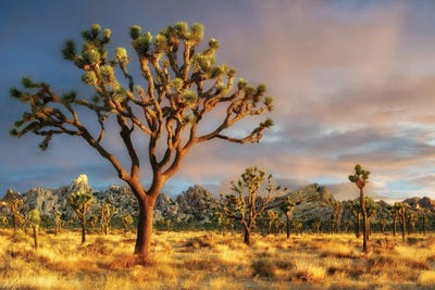 Joshua Sunset III by Dennis Frates framed wall art