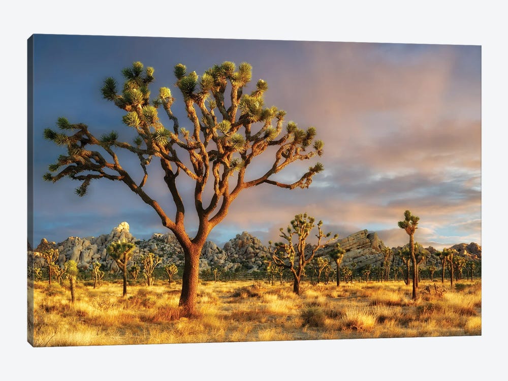 Joshua Sunset III by Dennis Frates 1-piece Canvas Art