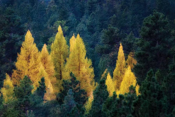 Evergreen Trees: Larch Island by Dennis Frates