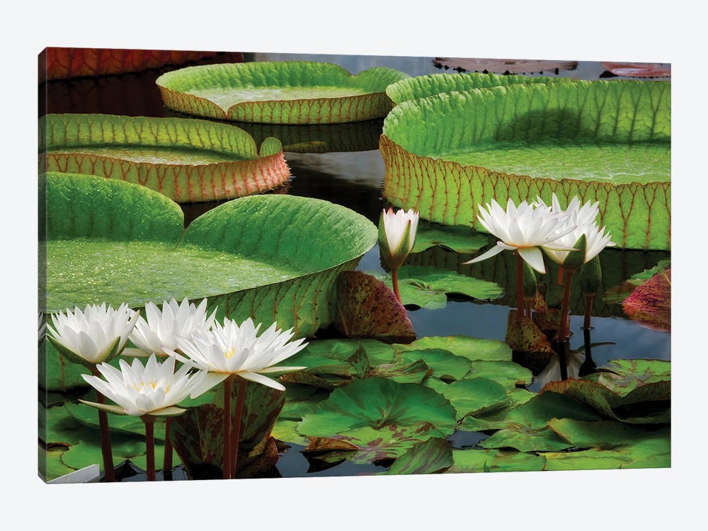 Water Lillies by Dennis Frates 1-piece Canvas Art