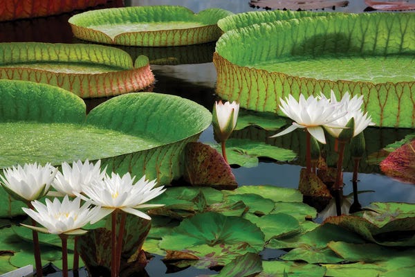 Lilies: Water Lillies by Dennis Frates
