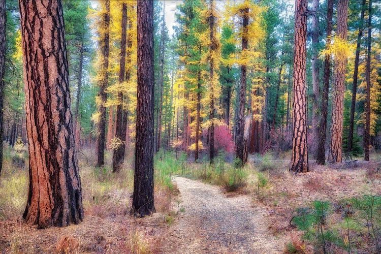Larch Path by Dennis Frates wall art