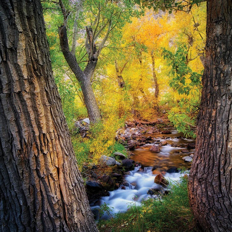 Cottonwood Creek