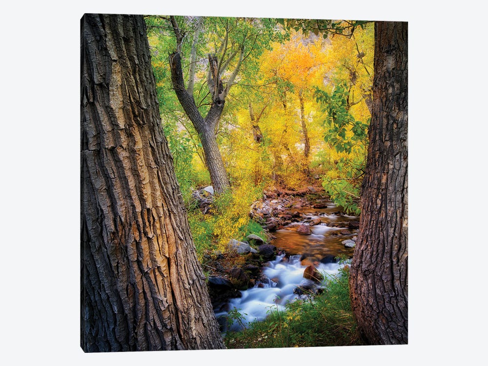 Cottonwood Creek by Dennis Frates 1-piece Canvas Print