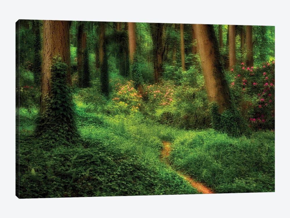 Forest Path by Dennis Frates 1-piece Canvas Art