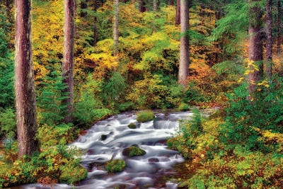Autumn Forest Stream by Dennis Frates canvas print