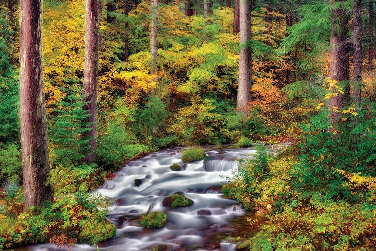 Autumn Forest Stream