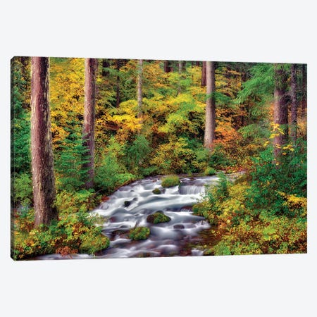 Autumn Forest Stream Canvas Print #DEN1736} by Dennis Frates Canvas Artwork