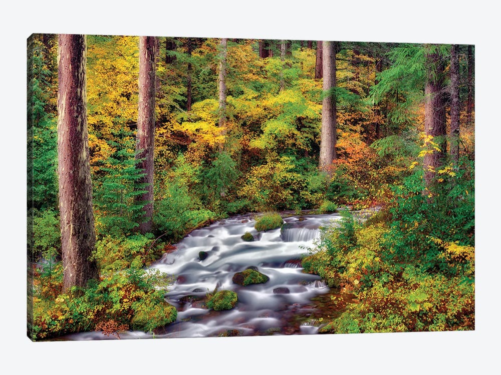 Autumn Forest Stream by Dennis Frates 1-piece Art Print