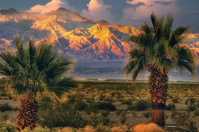 Palms At Death Valley by Dennis Frates canvas print
