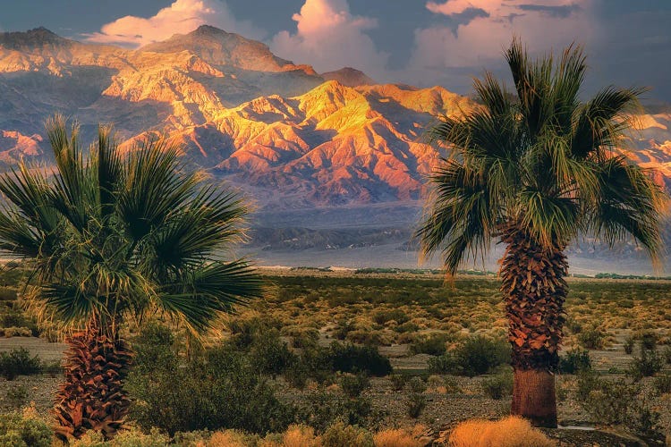 Palms At Death Valley